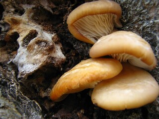 mushrooms on a tree