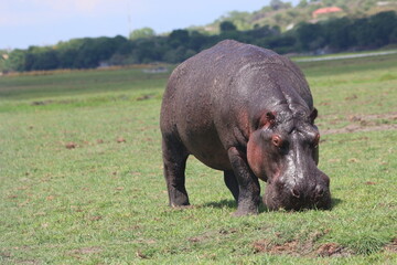Hippopotame Zimbabwe