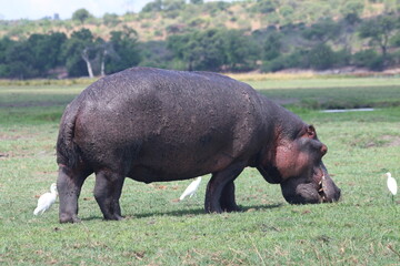 Hippopotame Zimbabwe