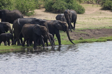 Elephant
