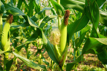 Corn field close up. Selective focus. Green Maize Corn Field Plantation in Summer Agricultural...