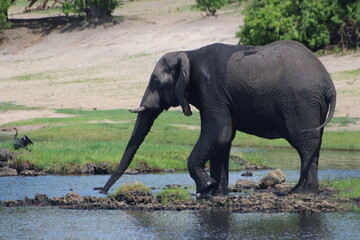 Elephant