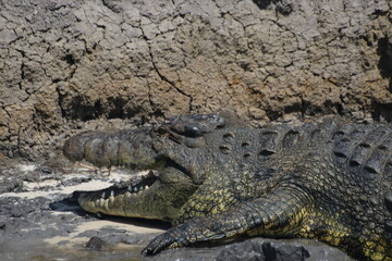 Crocodile