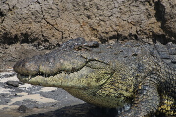 Crocodile