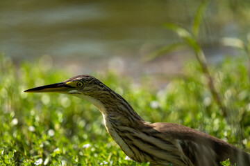 great heron on grass