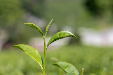 Fototapeta na wymiar Top of Green tea leaf in the tea plantation. Fresh tea bud and leaves.