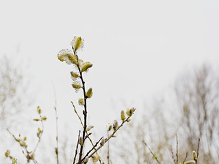 Willow twig catkins with pale  bokeh background
