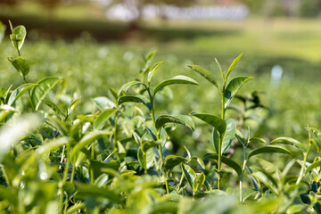 Top of Green tea leaf in the tea plantation. Fresh tea bud and leaves.