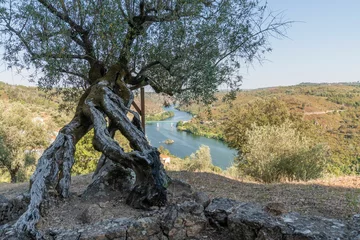 Crédence de cuisine en verre imprimé Olivier Bridge over the Tagus River with an olive tree in the foreground in Belver, Gaviao, Portugal