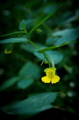 Single yellow wildflower against greenery