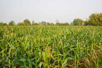 Corn field close up. Selective focus. Green Maize Corn Field Plantation in Summer Agricultural Season.