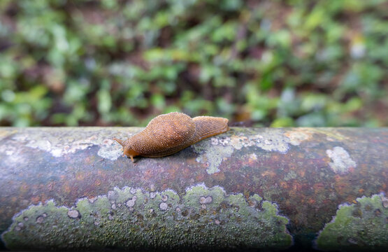 Slugg Bilder – Durchsuchen 4,053 Archivfotos, Vektorgrafiken und Videos ...