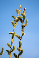 willow branches in spring