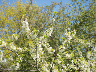 blossoming apple tree branches in the spring