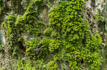 Green and moist moss, naturally occurring