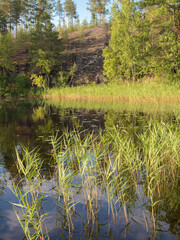 forest lake in summer