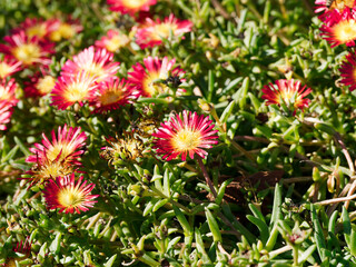 Obraz premium Delosperma cooperi | Pourpier de Cooper ou délosperme 'Merveille de feu, plante grasse à fleurs rouge, rose, magenta et jaune en tapis végétal 