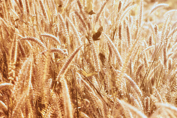 Golden pampas grass in field. Beautiful color of golden pampas grass in morning soft light for business printing and computer monitor.