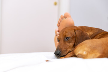 The dachshund dog laying in legs of his owner in bed