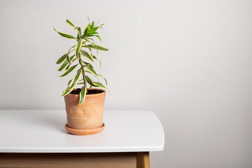 Dracaena Reflexa plant in clay pot in home interior. Plants in modern interior room. Gardening concept. copy space