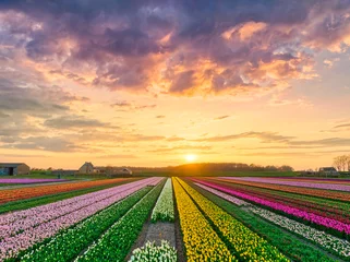Gordijnen Tulips of various colors - bulbfields of The Netherlands. © Alex de Haas