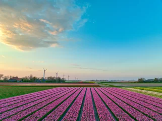 Gardinen Field of pink tulips in The Netherlands. © Alex de Haas