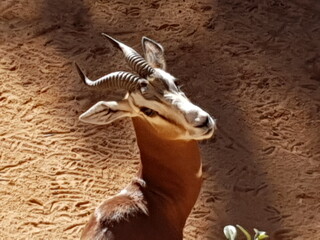 animales