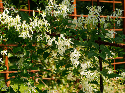 (Clematis flammula) Haie ornementale de cl&eacute;matites flammettes &agrave; s&eacute;pales et &eacute;tamines blanc cr&egrave;me,anth&egrave;res jaune p&acirc;le, feuillage lanc&eacute;ol&eacute;es, accroch&eacute;es sur de fines tiges sarmenteuses