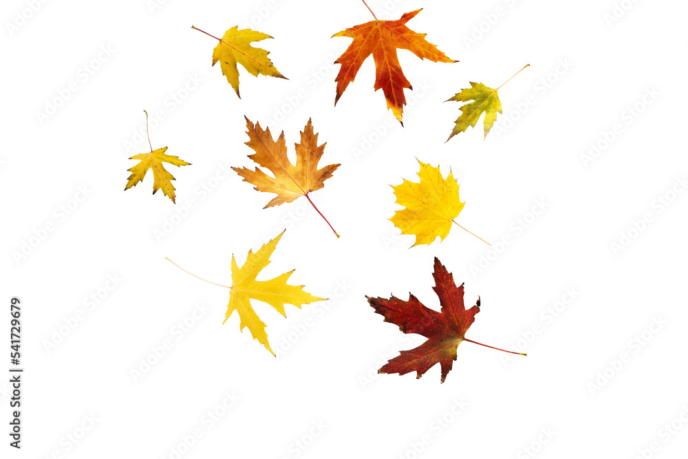 Wall mural collection of beautiful colorful autumn leaves isolated png format