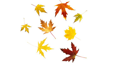 collection of beautiful colorful autumn leaves isolated png format - obrazy, fototapety, plakaty