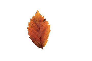 colorful autumn leaves isolated png format