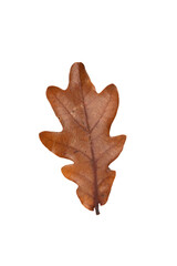 oak foliage isolated png format