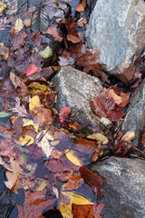 Autumn Leaf Closeup, Rocks and Water