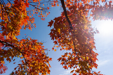 Looking up into maple trees in full fall foliage.  Bright sunny October day.