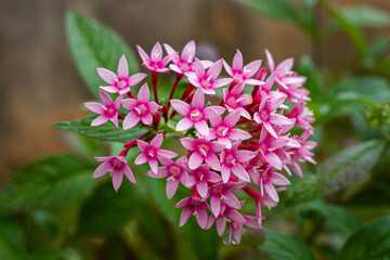 Fleur tropicale dans toute sa splendeur