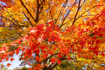 Looking up into maple trees in full fall foliage.  Bright sunny October day.
