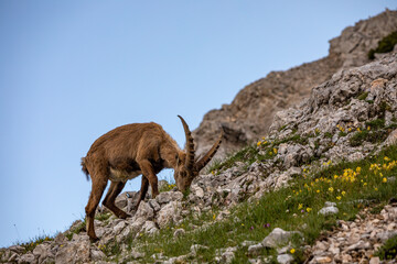 Alpine ibex picture taken in Julian alps, Slovenia	