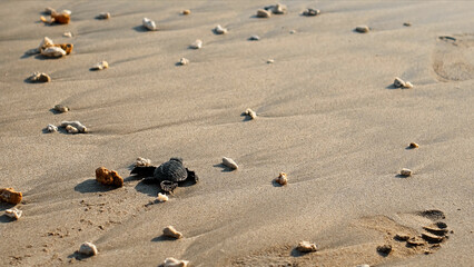 Fototapeta na wymiar The turtles in nature just born, run in the sand by the seashoreturtles in nature just born, run in the sand by the seashore