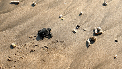 Fototapeta na wymiar The turtles in nature just born, run in the sand by the seashoreturtles in nature just born, run in the sand by the seashore