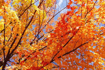 Looking up into maple trees in full fall foliage.  Bright sunny October day.
