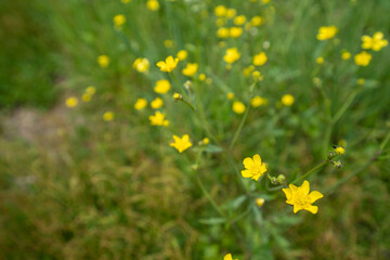 笹ヶ峰高原に咲くミヤマキンポウゲの黄色い花(7月)