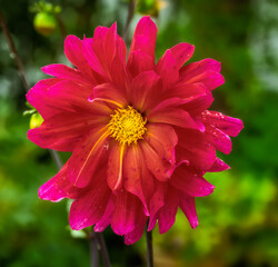 Dahnlia flower blossom in the garden