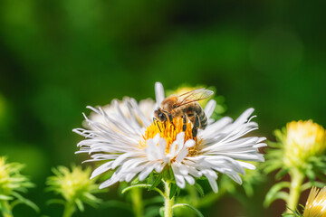 Bee pollinating on an aster flower