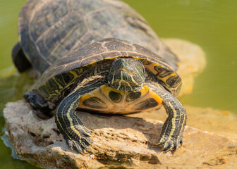 Naklejka premium red-eared turtle basking in the sun