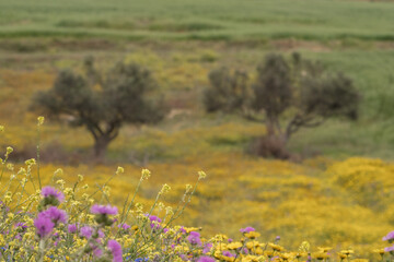 View of the countryside, Bizerte region - northern tunisia