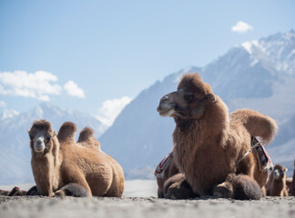 Camels safari in Nubra Valley, Ladakh, India .background is a beautiful blue sky.