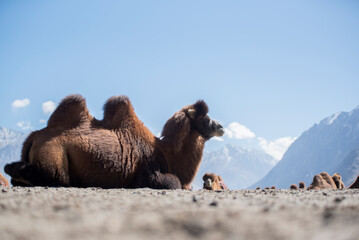 Camels safari in Nubra Valley, Ladakh, India .background is a beautiful blue sky.