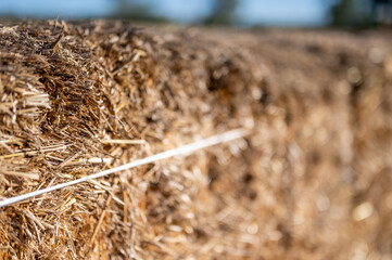 Selective focus on wire tie used on a square straw hay bale.