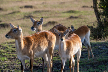 A deer herd in the wilderness