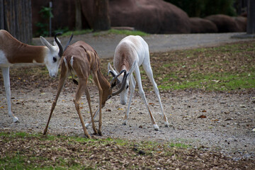 Two small four legged animals playing and locking horns